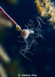 "Like a flower swaying in the wind" - Soft lighting on a ... by Adeline Wee 